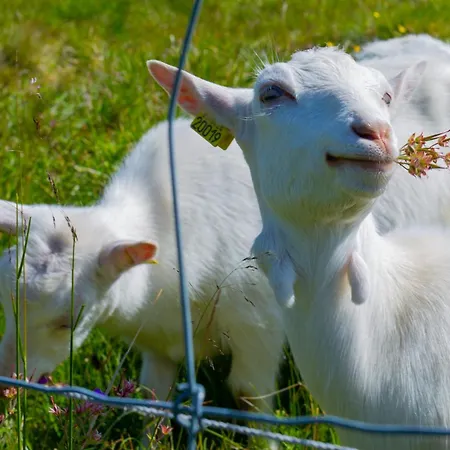 Ved Skistadion- 4 Soverom Og Smorebod * Beitostolen